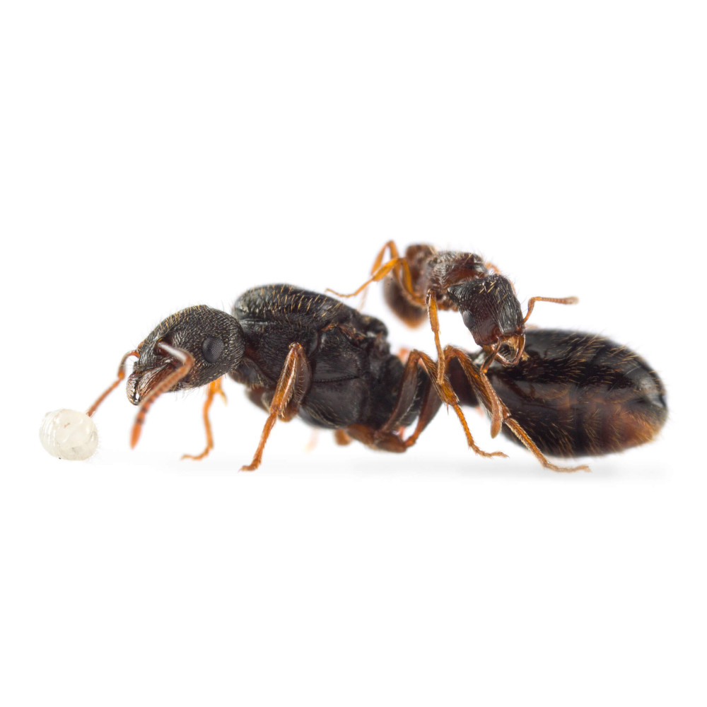 Fourmi parasite Strongylognathus testaceus + Tetramorium caespitum
