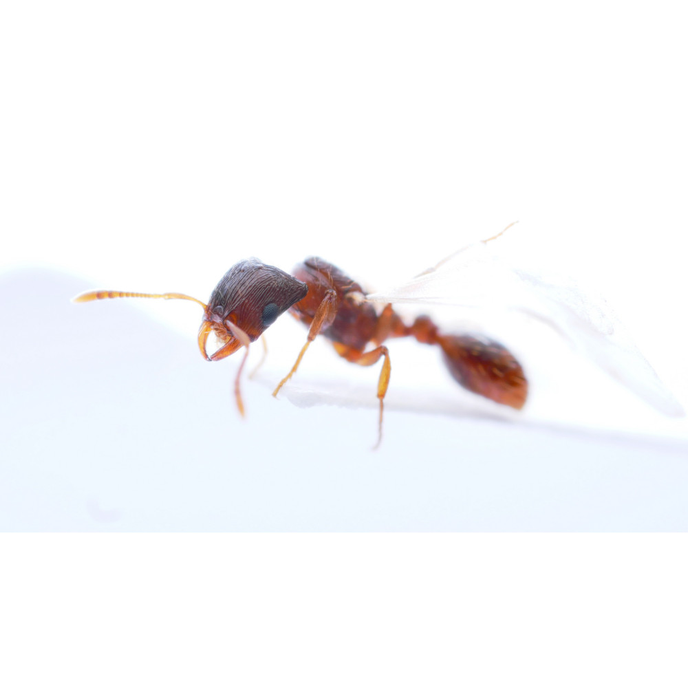 Fourmi parasite Strongylognathus testaceus + Tetramorium caespitum – Image 2