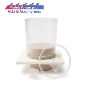 Plateforme Champignonnière Island Concept 12x10cm – Fourmiculture