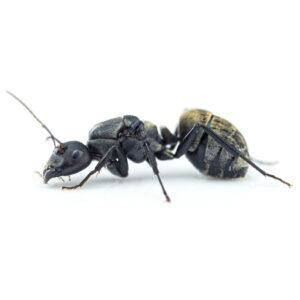 Camponotus sericeus – Colonie avec reine et ouvrières