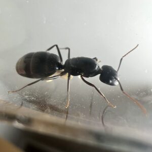 Camponotus sp Afrique – Colonie avec reine et ouvrières