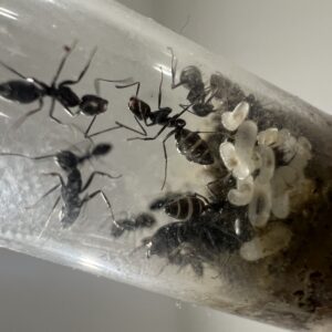 Camponotus sp Afrique – Colonie avec reine et ouvrières