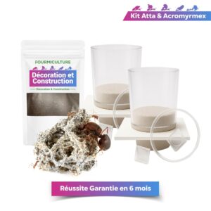 Acromyrmex Leaf Cutter Kit – Fourmiculture Island Concept