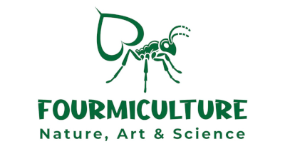 Fourmiculture