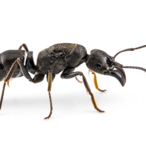 Paltothyreus tarsatus (Reine Fourmi Africaine Puante)