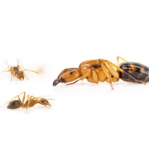 Camponotus maculatus subnudus- Colonie avec Reine et ouvrières