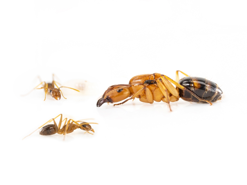 Camponotus maculatus subnudus- Colonie avec Reine et ouvrières