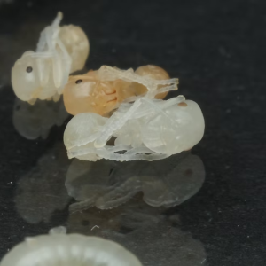 50 nymphes Messor barbarus