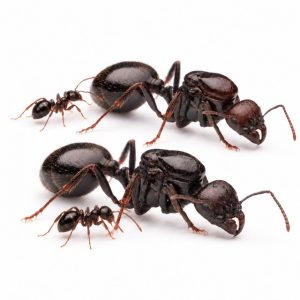Messor barbarus polygyne – Gegründet im Jahr 2024